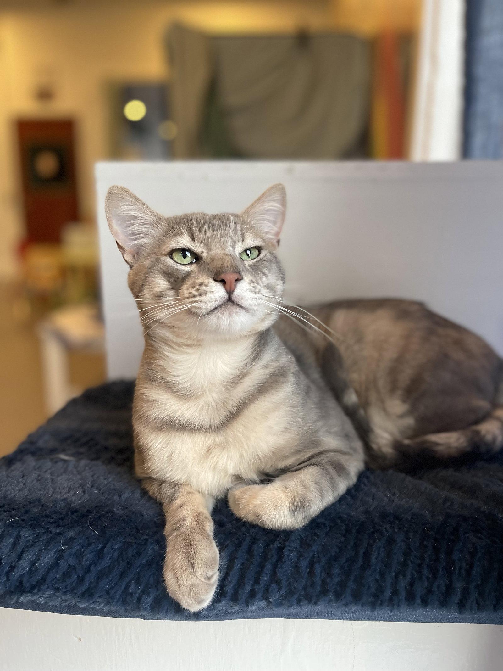 Wizard, a Adopted Domestic Short Hair in Oakland, CA image 2/3
