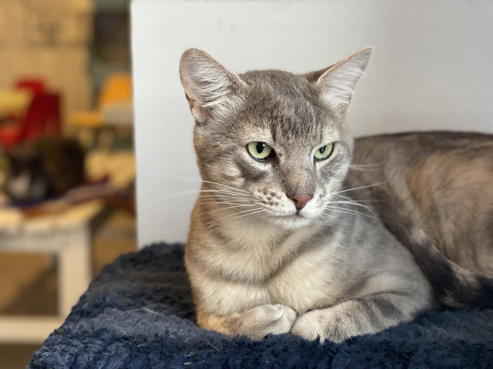Wizard, a Adopted Domestic Short Hair in Oakland, CA image 3/3