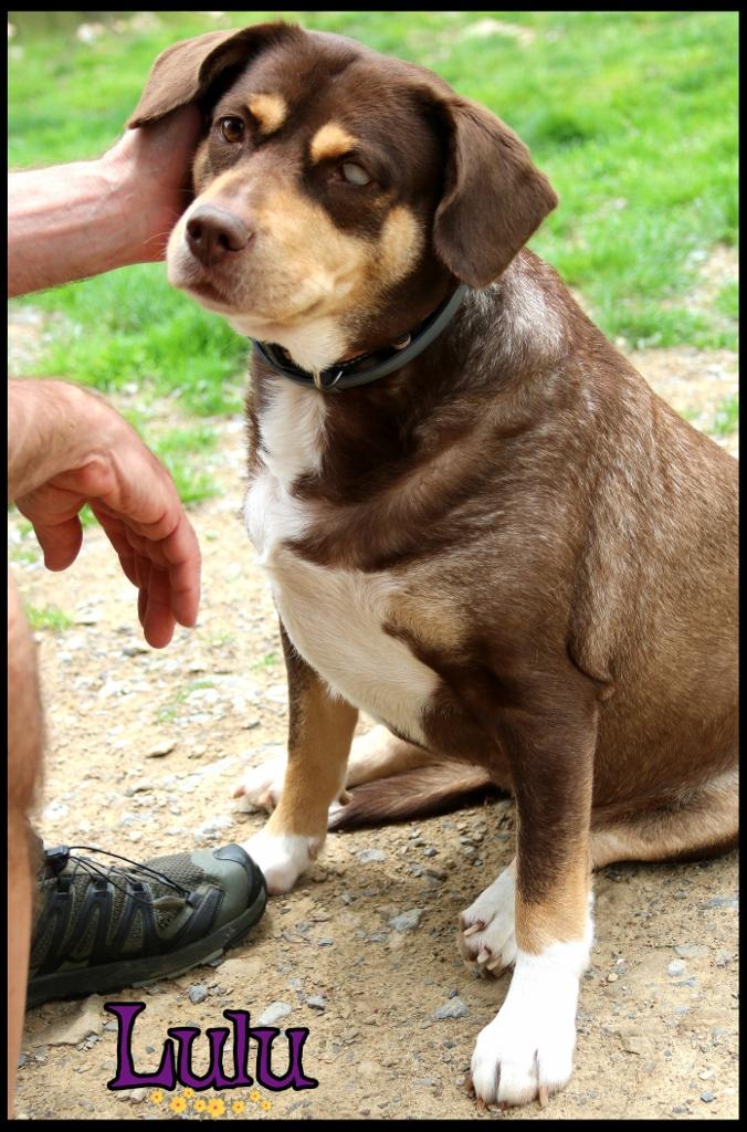 Lulu, a ADOPTABLE mixed breed in Shippenville, PA image 2/6