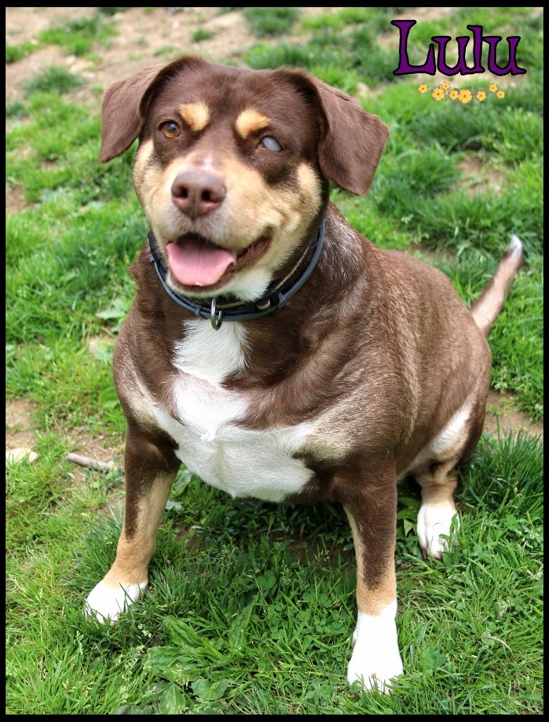 Lulu, ADOPTABLE, Adult Female Labrador Retriever.