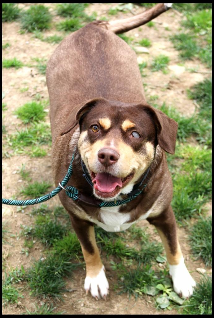 Lulu, a ADOPTABLE mixed breed in Shippenville, PA image 5/6