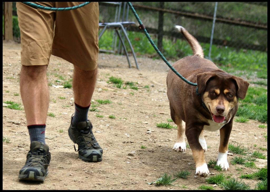 Lulu, a ADOPTABLE mixed breed in Shippenville, PA image 4/6