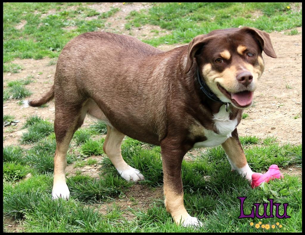 Lulu, a ADOPTABLE mixed breed in Shippenville, PA image 3/6