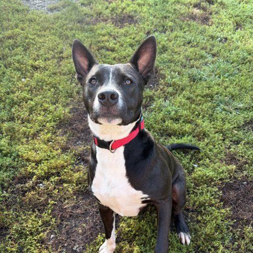 Enlarge Scout, a Adoptable mixed breed in Hamden, CT image 1/5