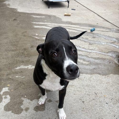 Scout, Adoptable, Young Male Mixed Breed.