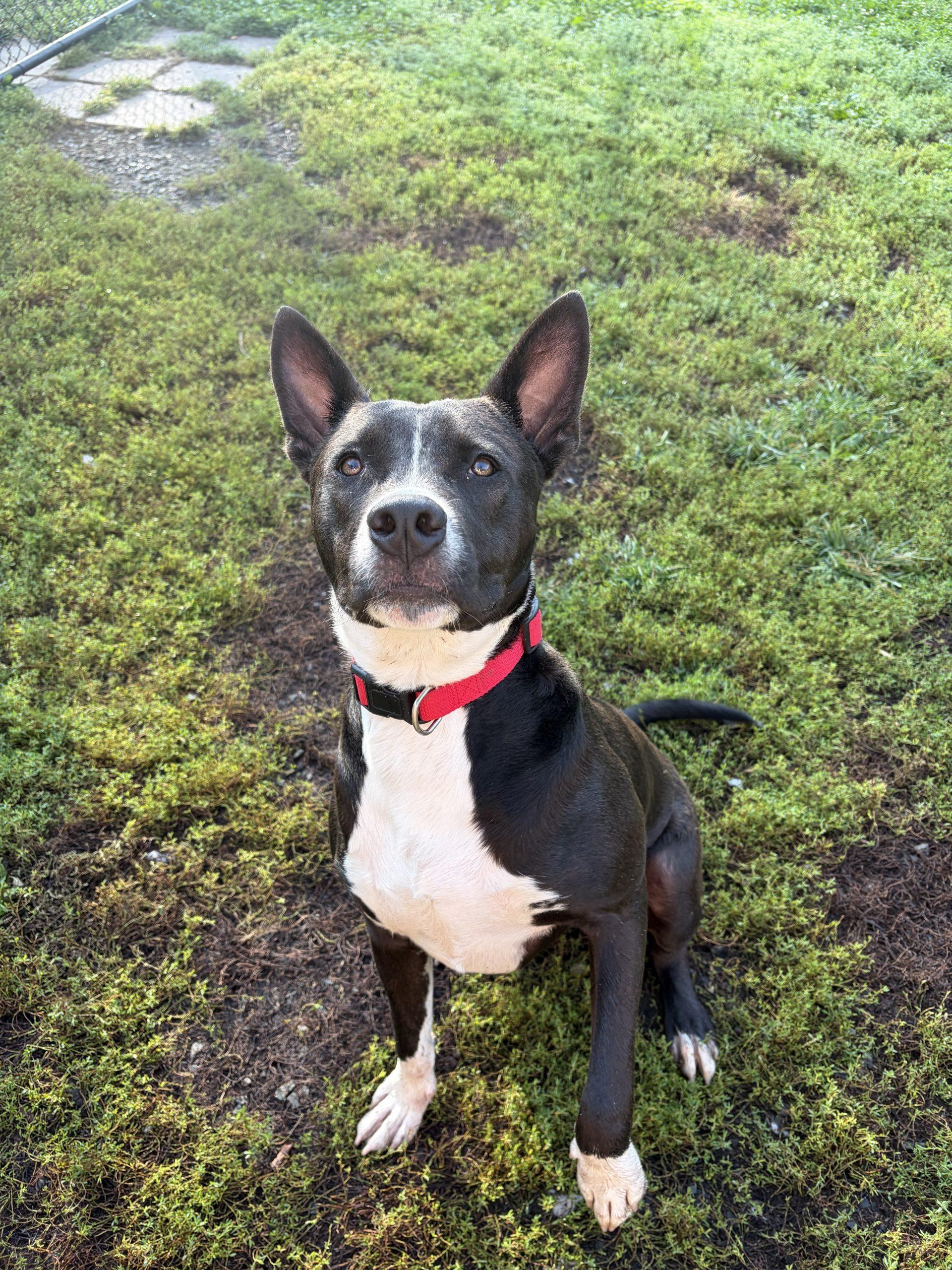 Enlarge Scout, a Adoptable mixed breed in Hamden, CT image 2/5