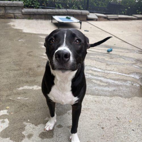 Scout, a Adoptable mixed breed in Hamden, CT image 2/5