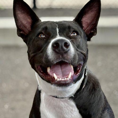 Scout, a Adoptable mixed breed in Hamden, CT image 3/5