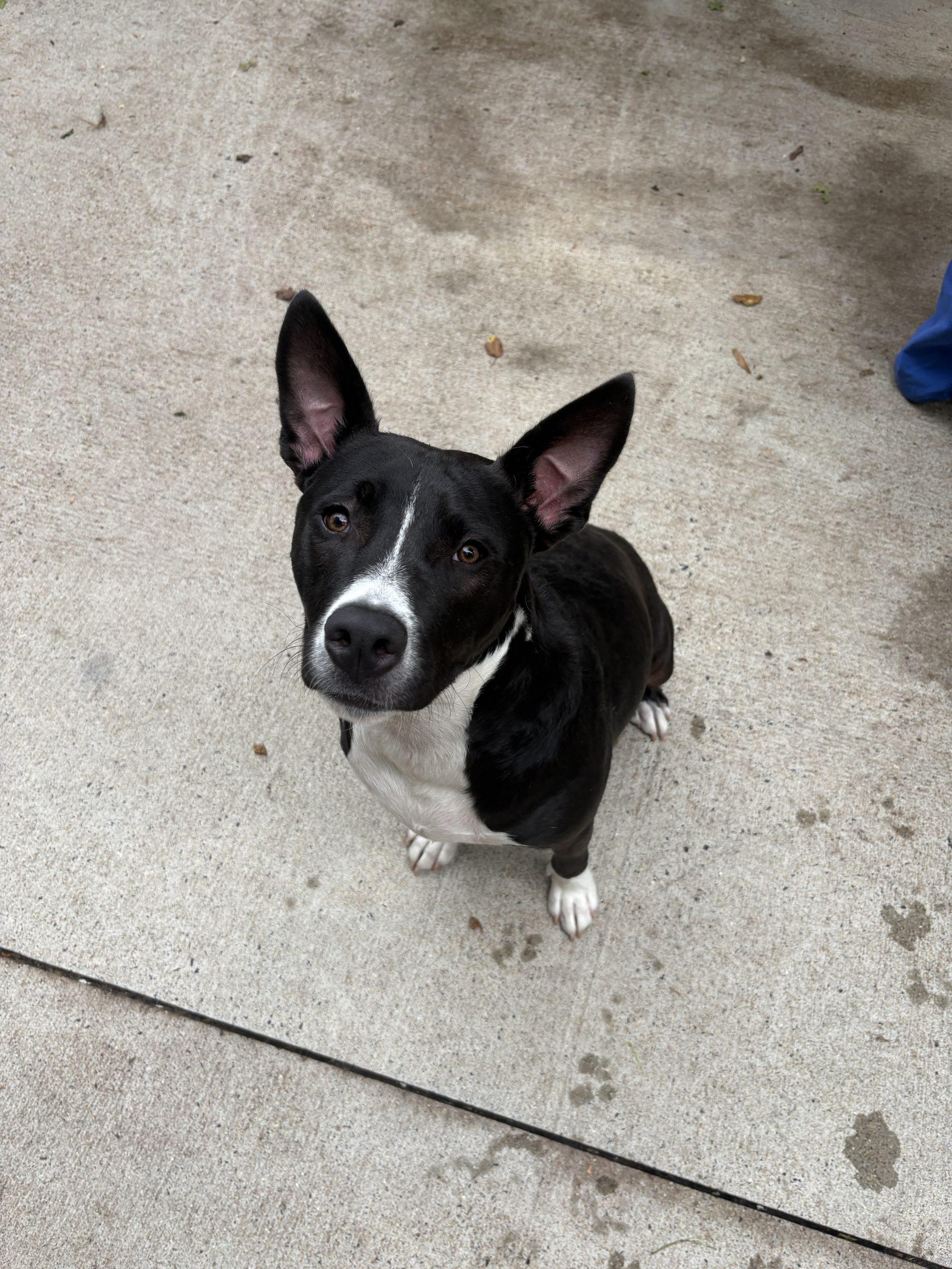Scout, a Adoptable mixed breed in Hamden, CT image 4/5