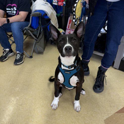 Scout, a Adoptable mixed breed in Hamden, CT image 5/5