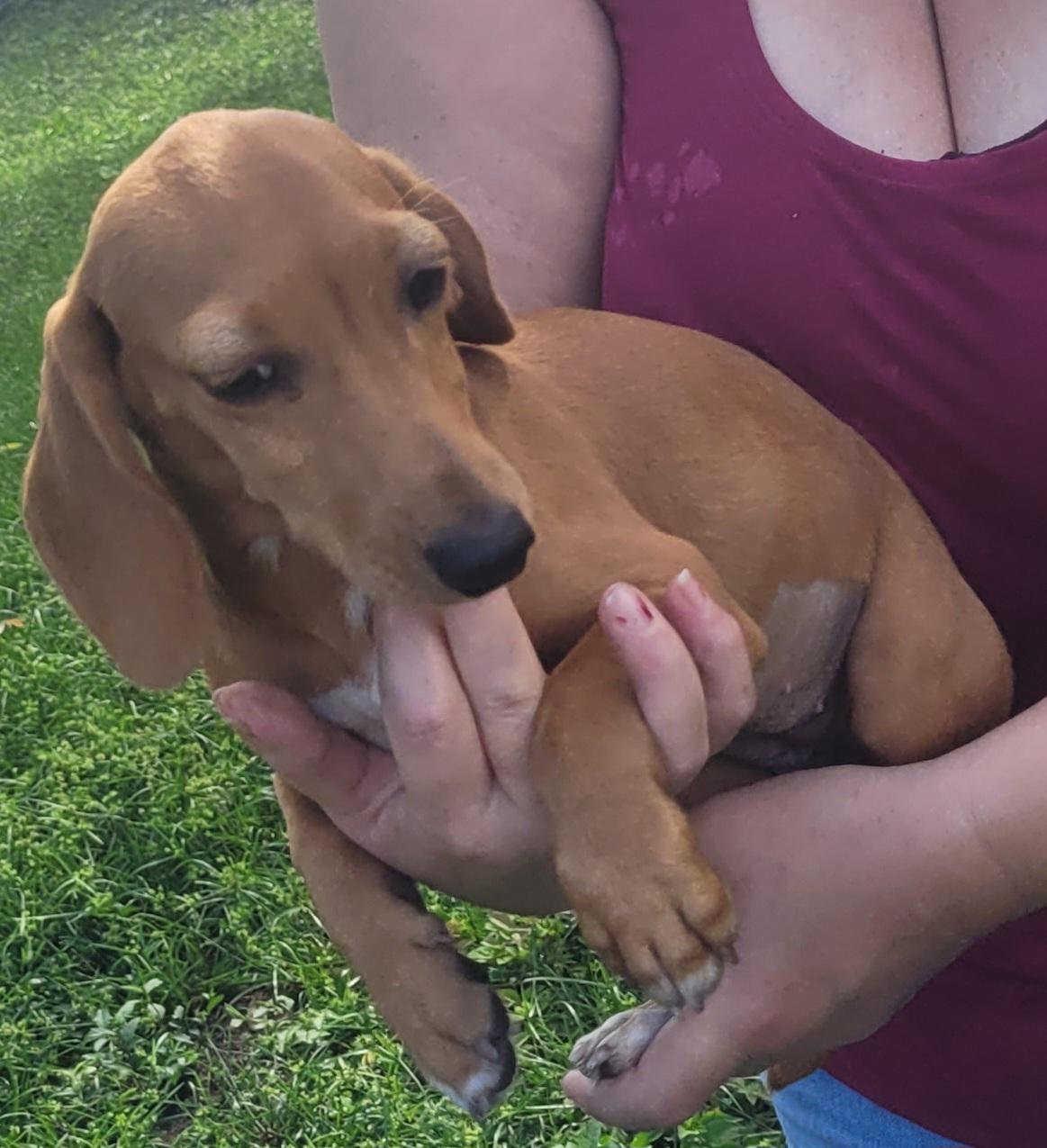 Enlarge Lyra, a Adopted mixed breed in Chiefland, FL image 2/3