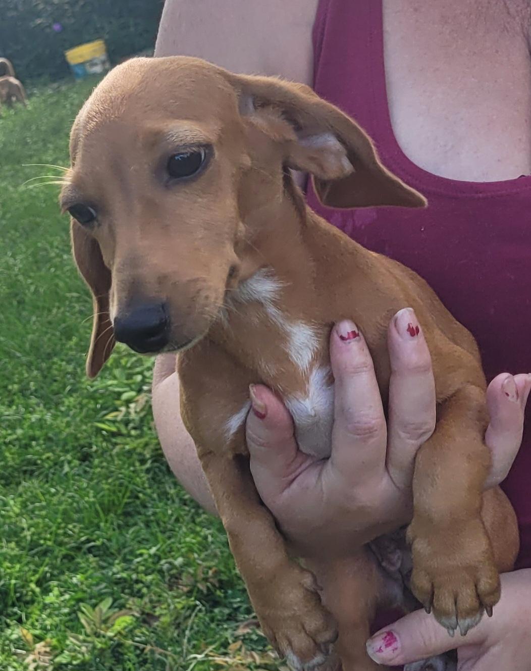 Lyra, Adopted, Puppy Female Dachshund & Beagle.