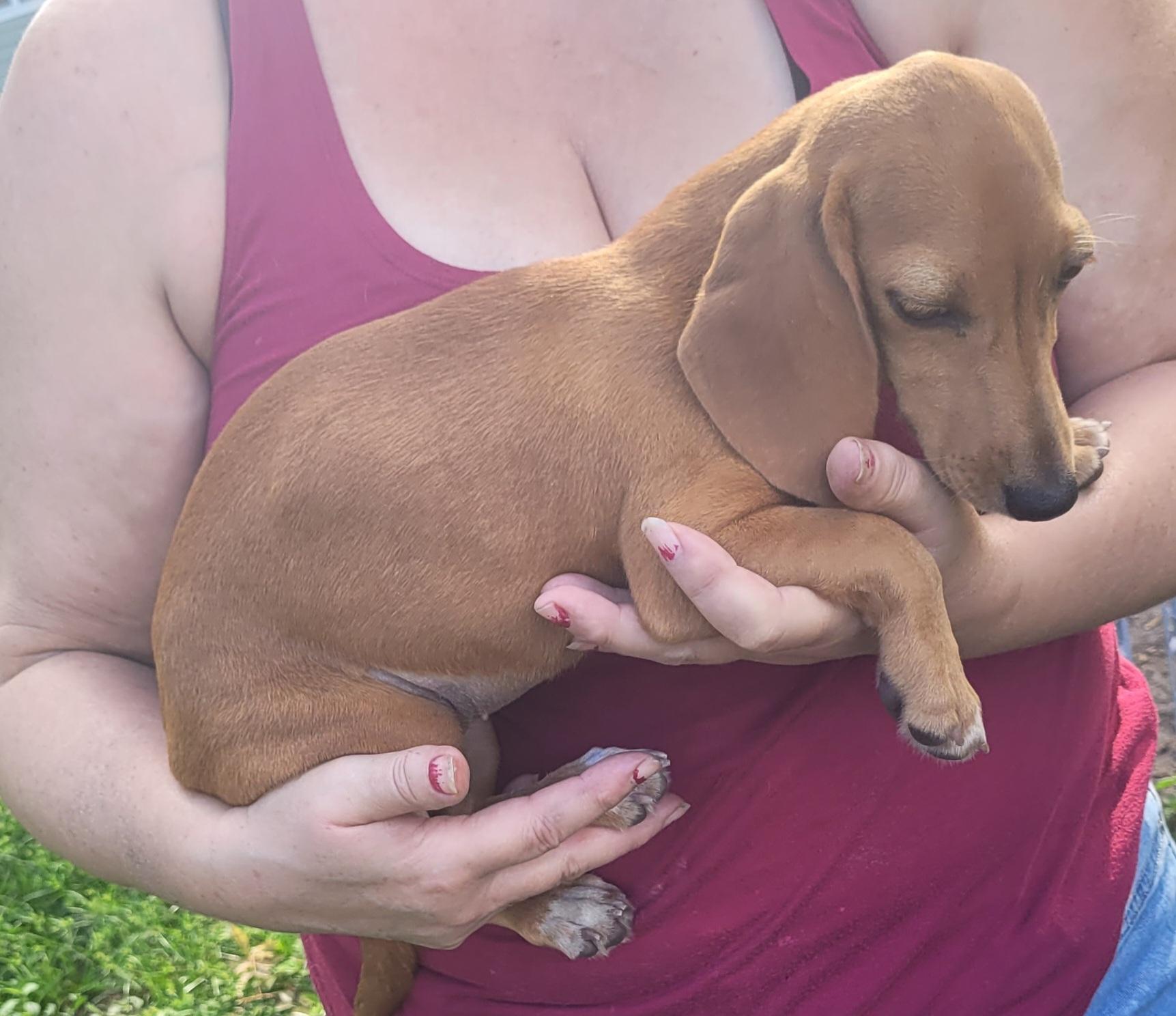 Enlarge Lyra, a Adopted mixed breed in Chiefland, FL image 3/3
