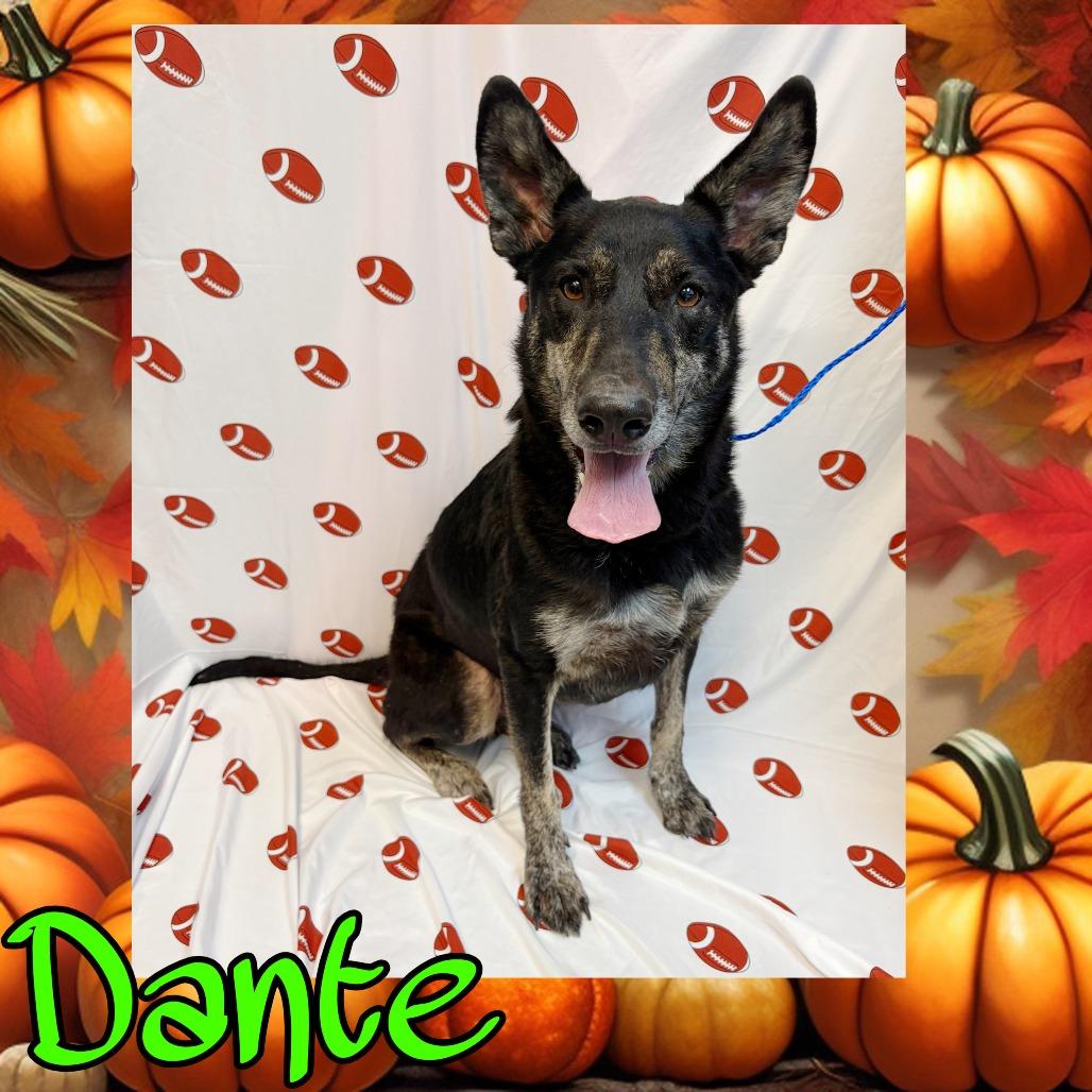 Dante, Adoptable, Adult Male German Shepherd Dog.