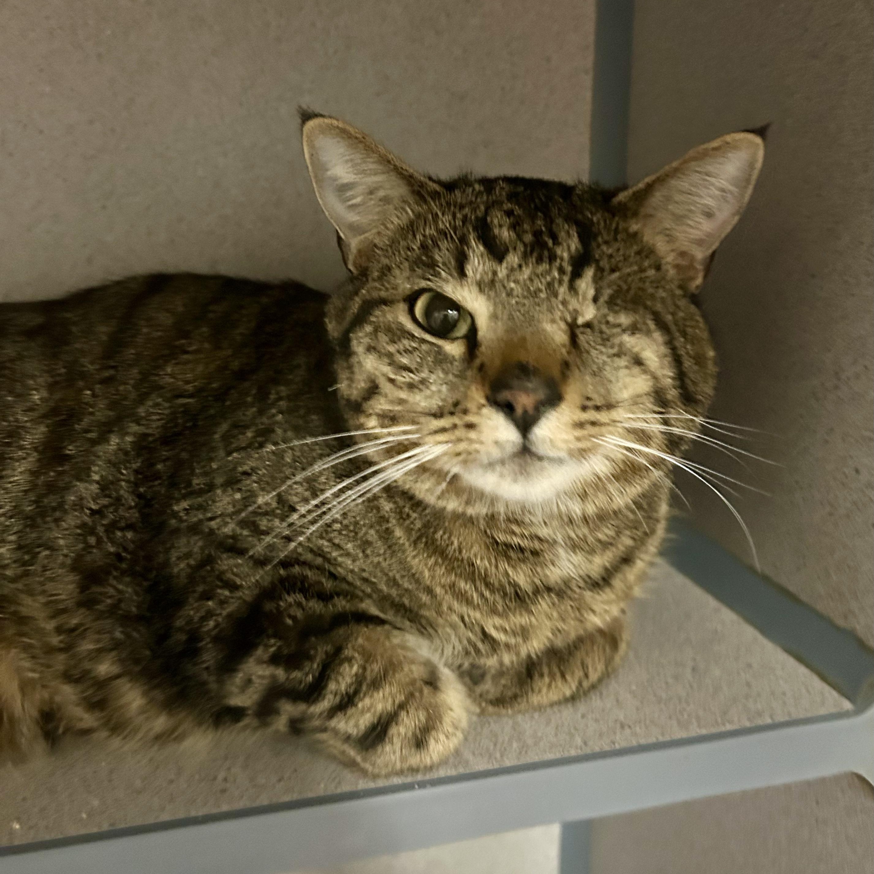 Pirate- One Eyed Wonder, a ADOPTABLE Domestic Short Hair in Grass Valley, CA image 4/5