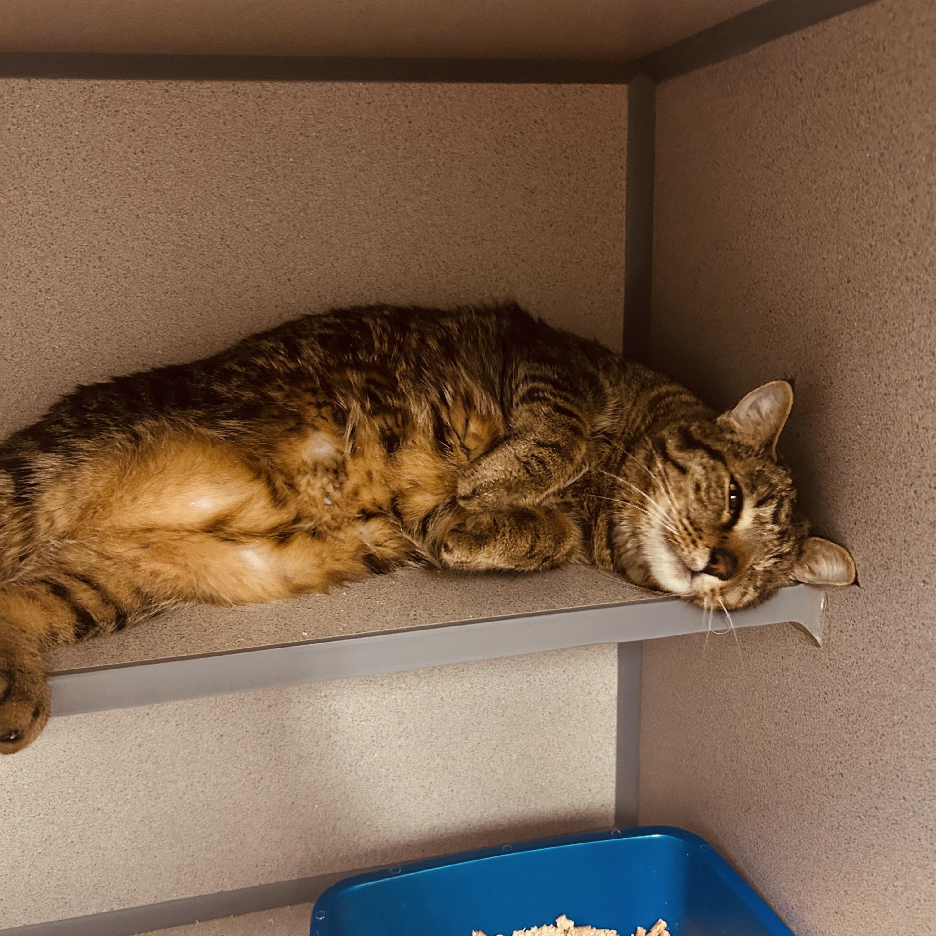 Pirate- One Eyed Wonder, a ADOPTABLE Domestic Short Hair in Grass Valley, CA image 2/5