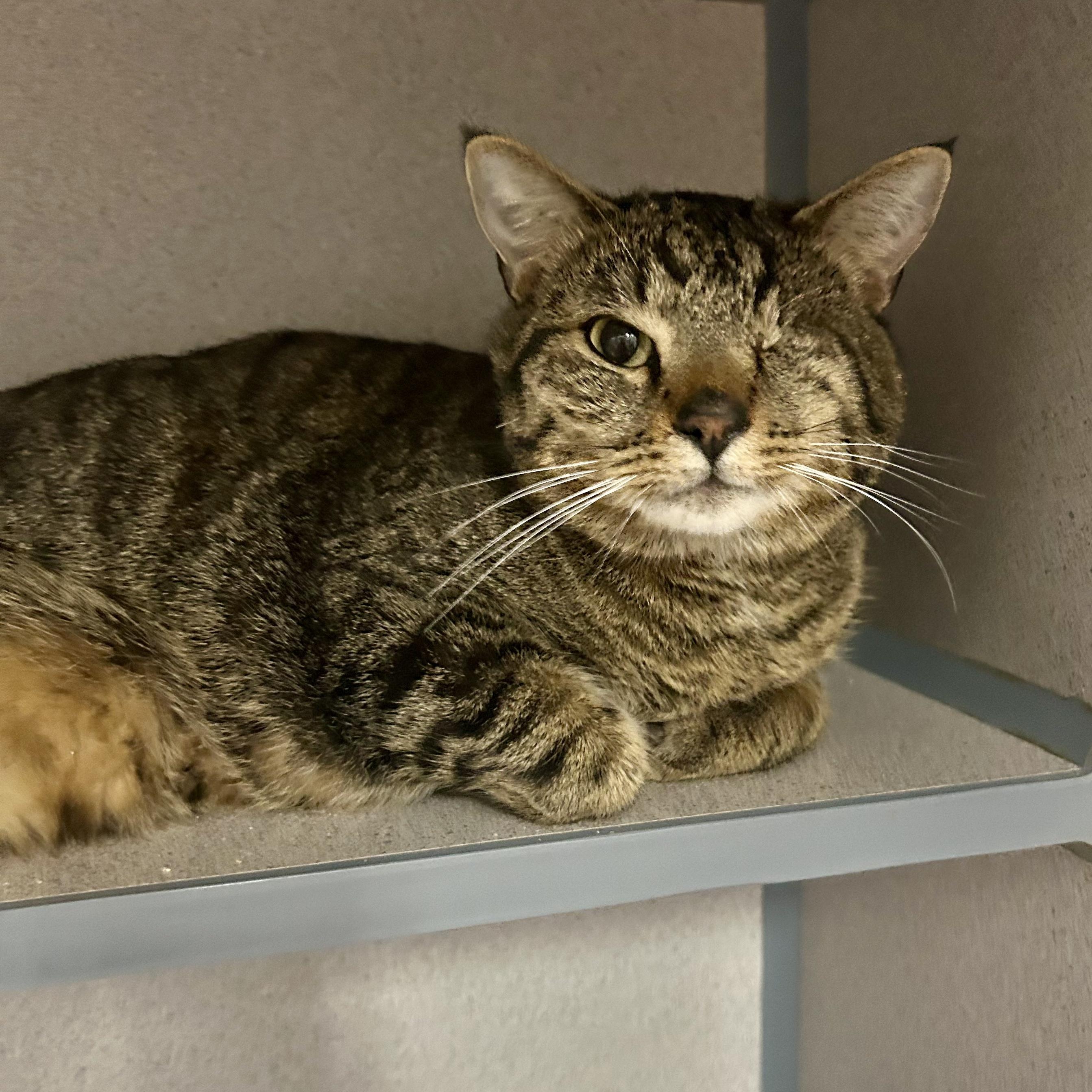 Pirate- One Eyed Wonder, a ADOPTABLE Domestic Short Hair in Grass Valley, CA image 1/5