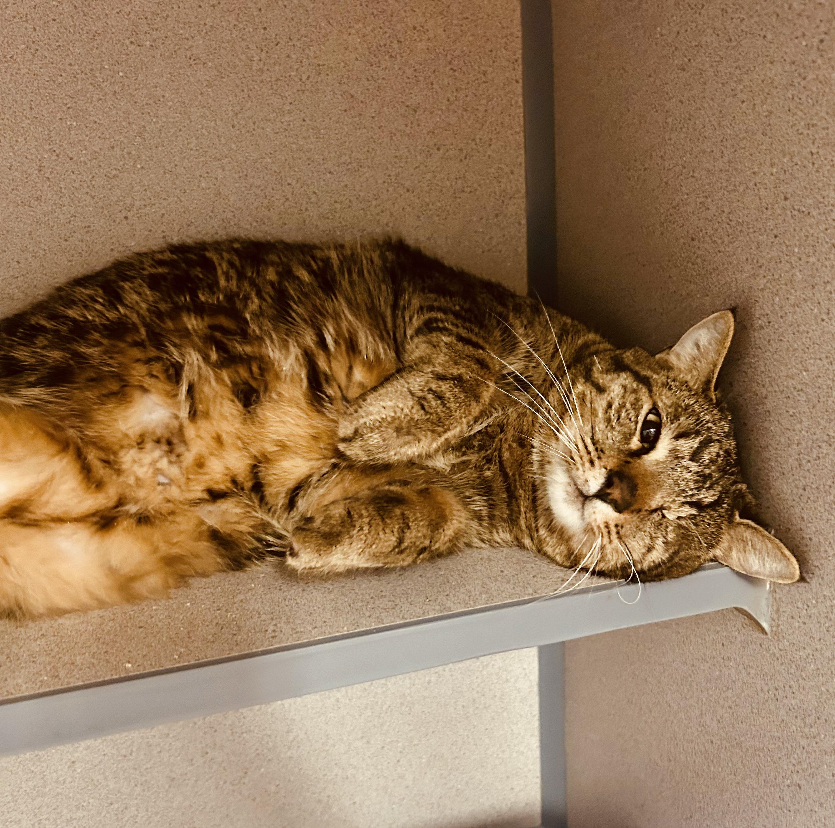 Pirate- One Eyed Wonder, a ADOPTABLE Domestic Short Hair in Grass Valley, CA image 3/5