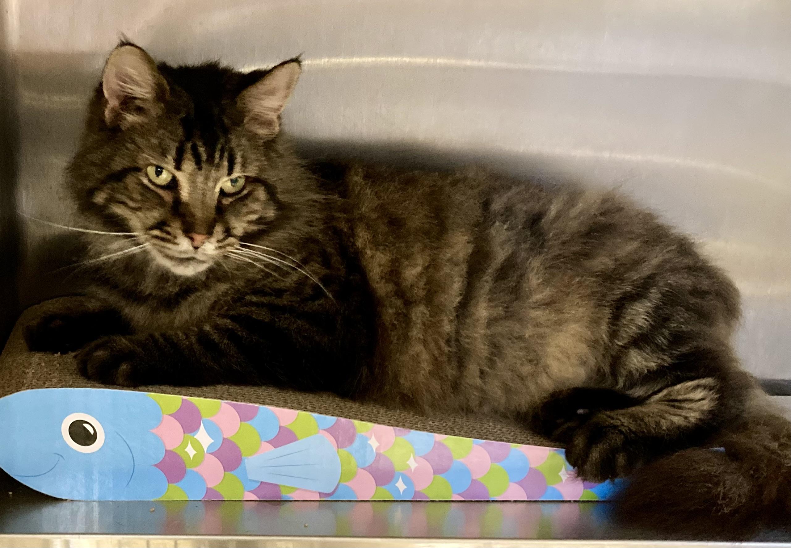 Enlarge MacGyver, a ADOPTABLE mixed breed in Sandusky, MI image 2/6