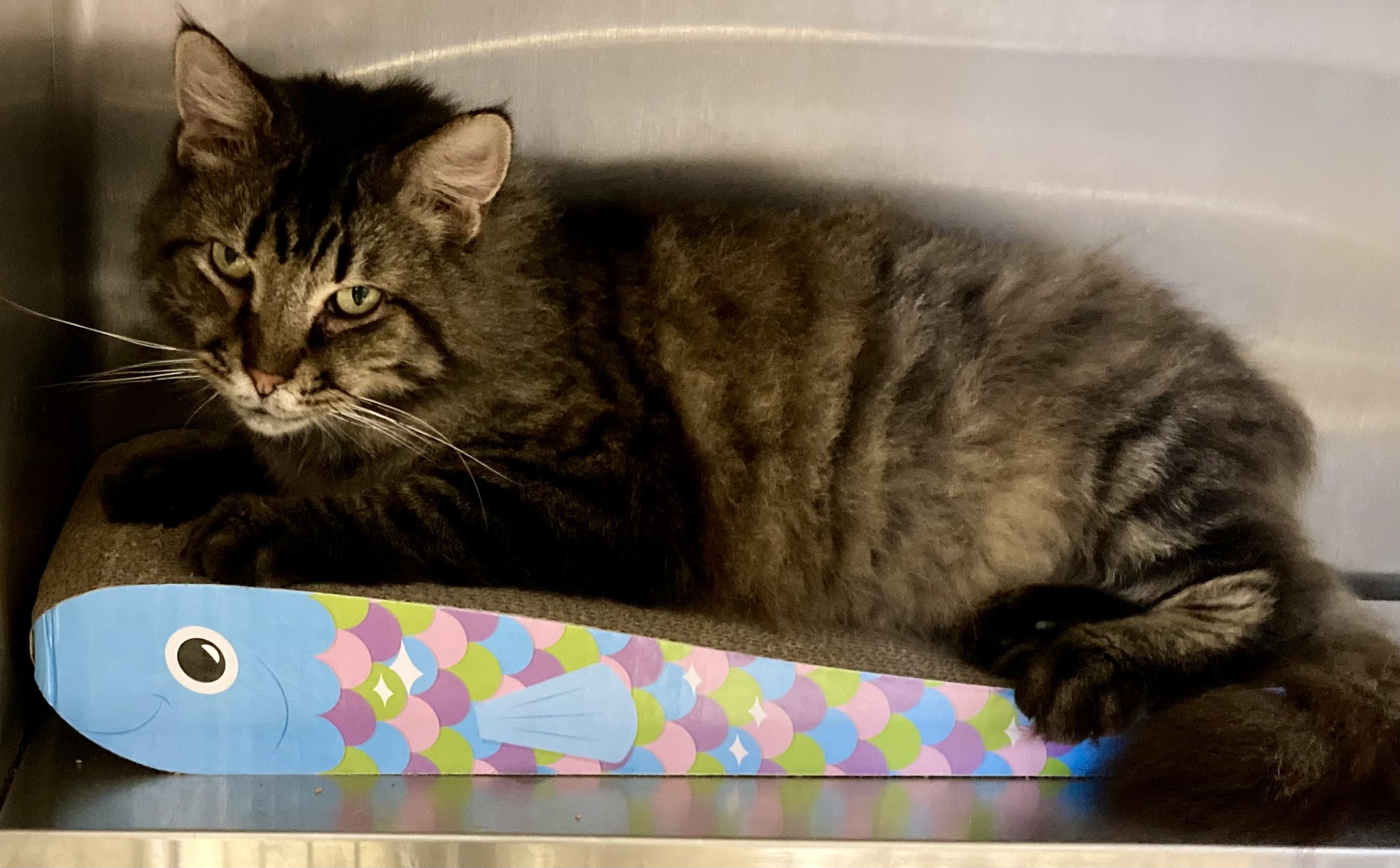 Enlarge MacGyver, a ADOPTABLE mixed breed in Sandusky, MI image 4/6