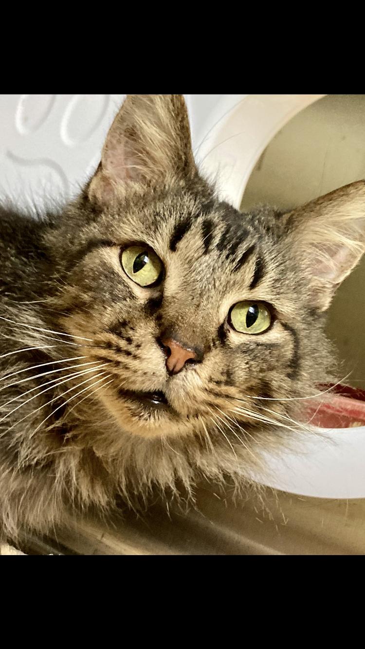 Enlarge MacGyver, a ADOPTABLE Domestic Long Hair in Sandusky, MI image 3/4