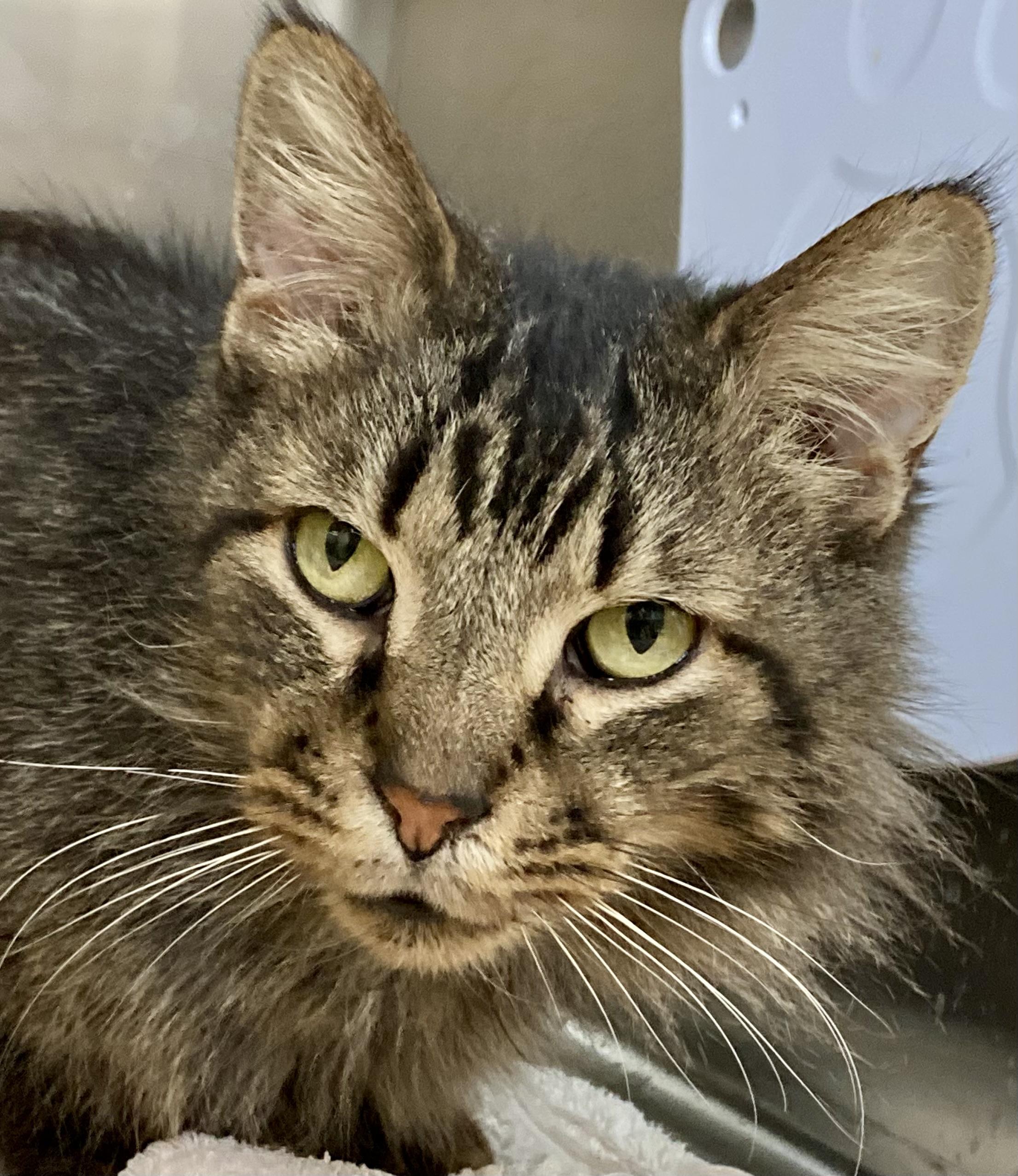 Enlarge MacGyver, a ADOPTABLE Domestic Long Hair in Sandusky, MI image 4/4