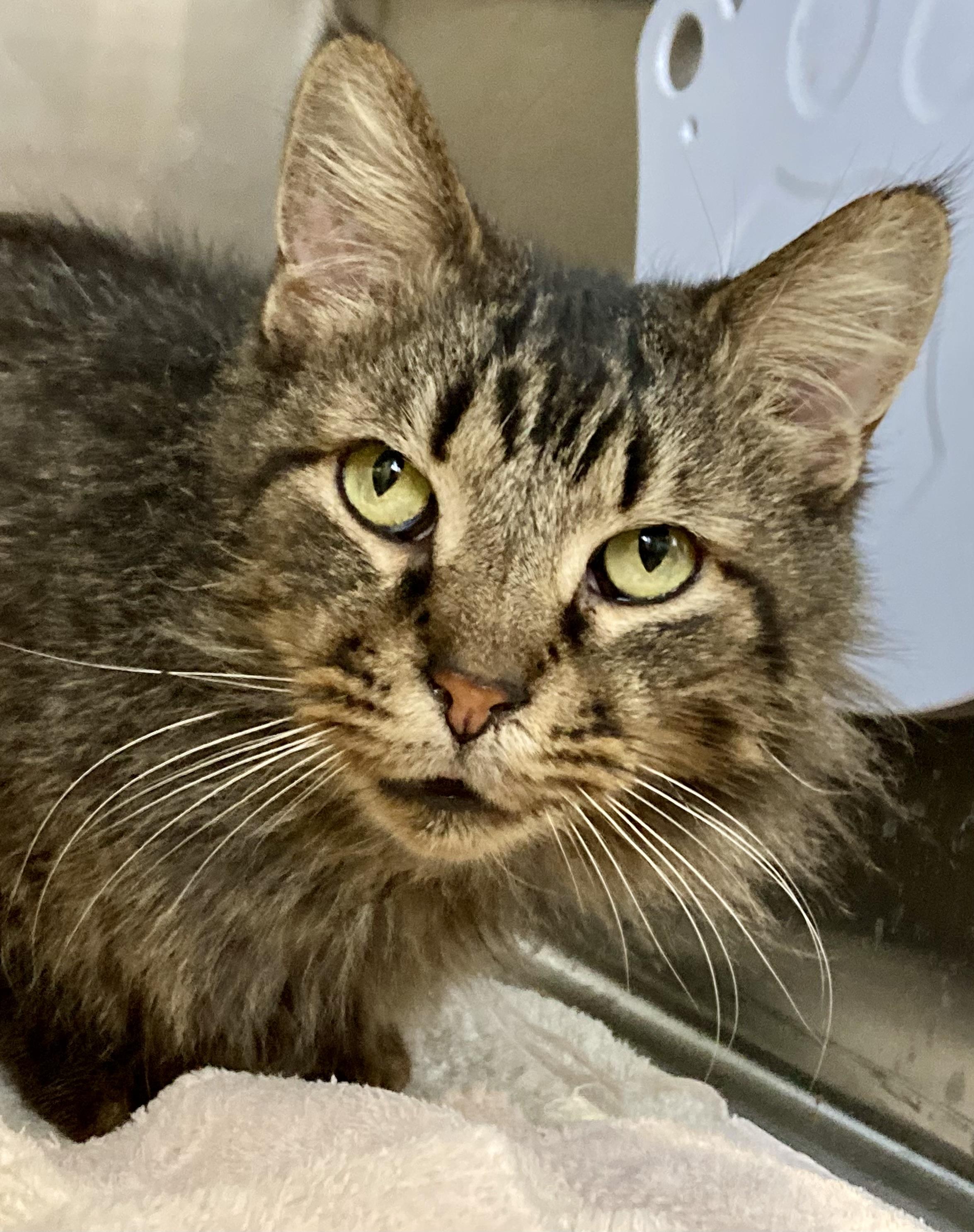 Enlarge MacGyver, a ADOPTABLE Domestic Long Hair in Sandusky, MI image 2/4