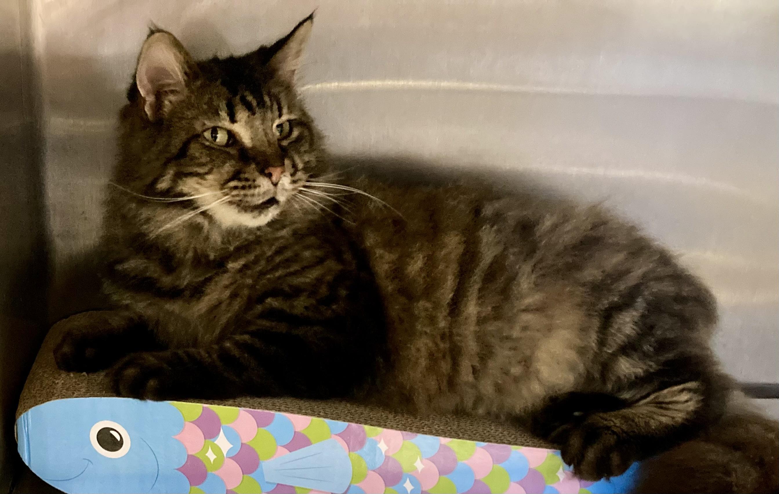 Enlarge MacGyver, a ADOPTABLE mixed breed in Sandusky, MI image 5/6