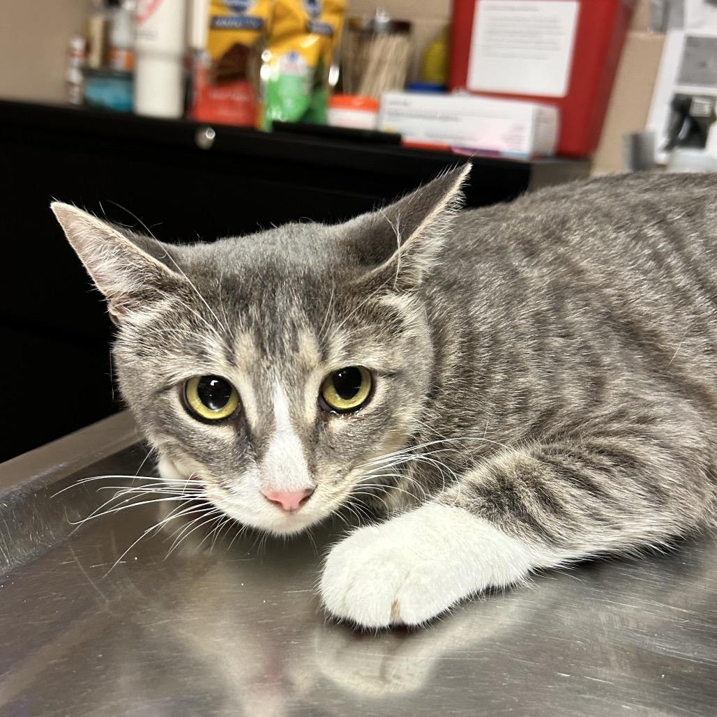 Abba, Adoptable, Adult Female Domestic Short Hair.