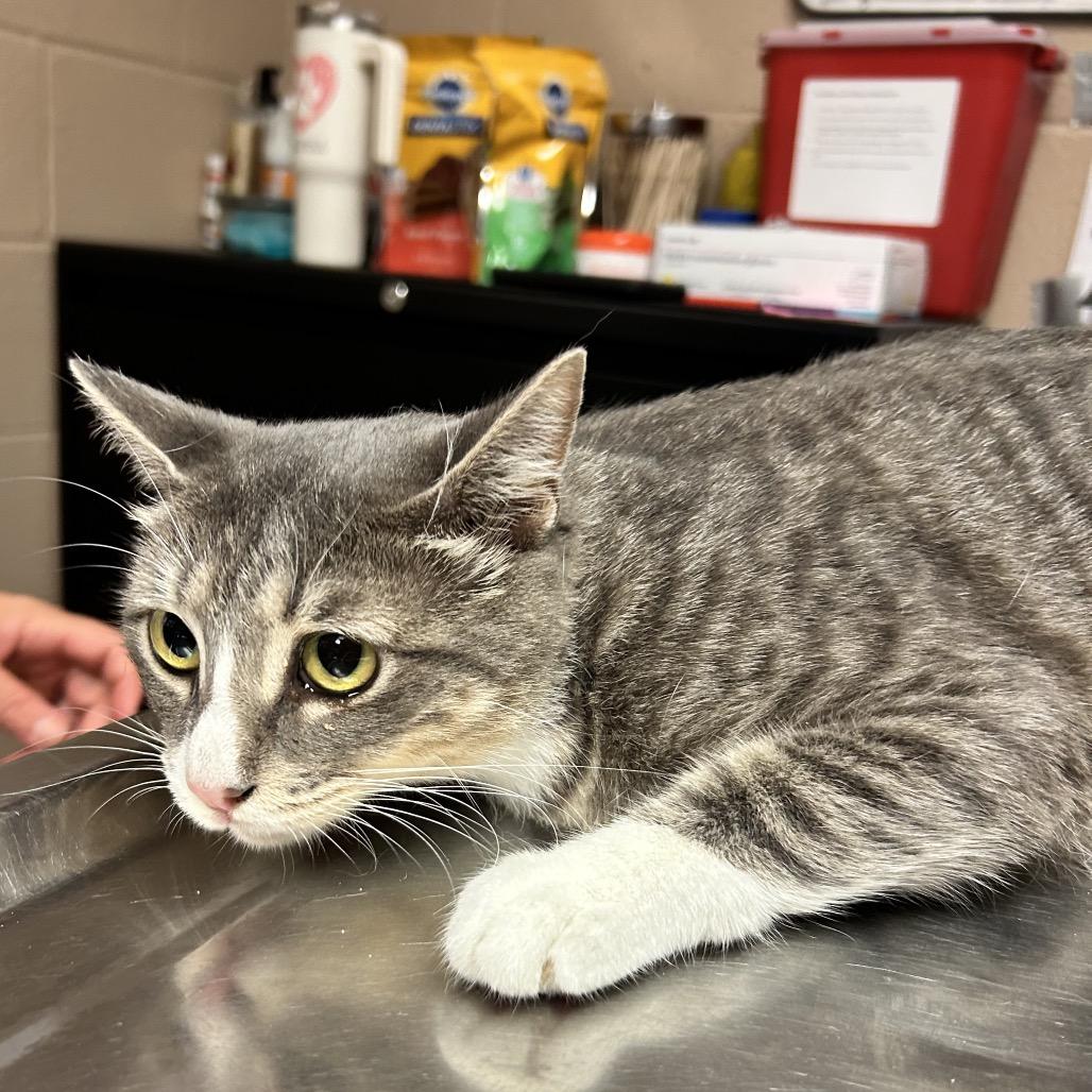 Enlarge Abba, a Adoptable Domestic Short Hair in Newport, NC image 2/3