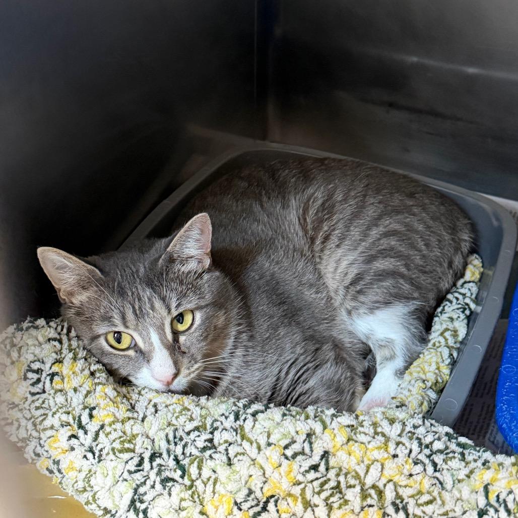 Enlarge Abba, a Adoptable Domestic Short Hair in Newport, NC image 3/3
