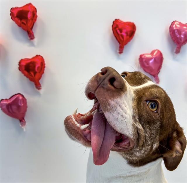 ROSLYN, Adoptable, Adult Female American Bulldog.