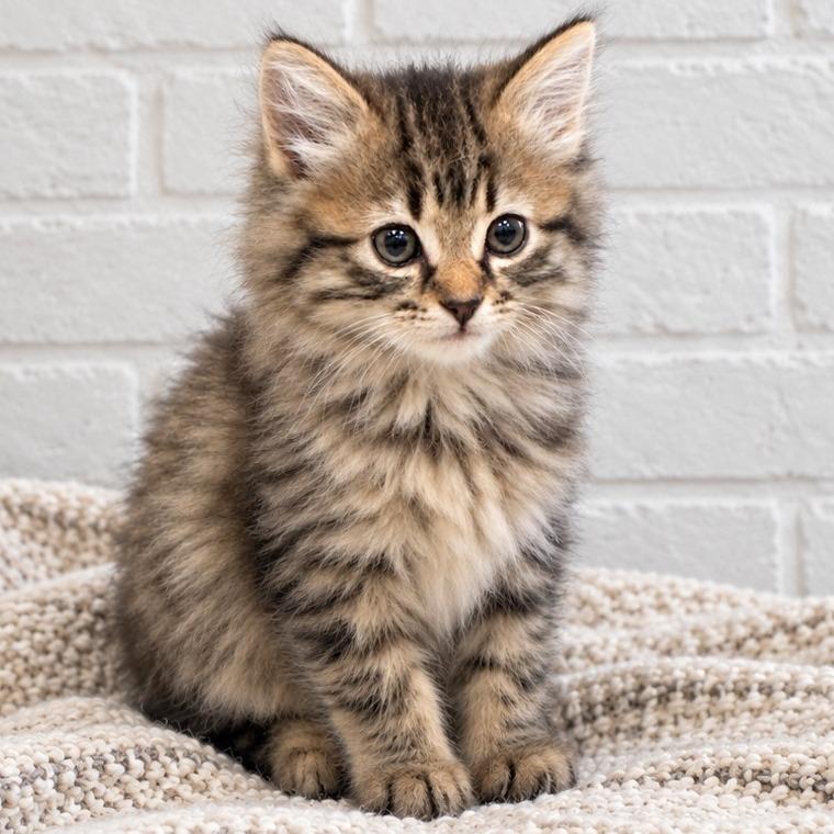Avery, Adoptable, Kitten Female Domestic Medium Hair & Domestic Short Hair.