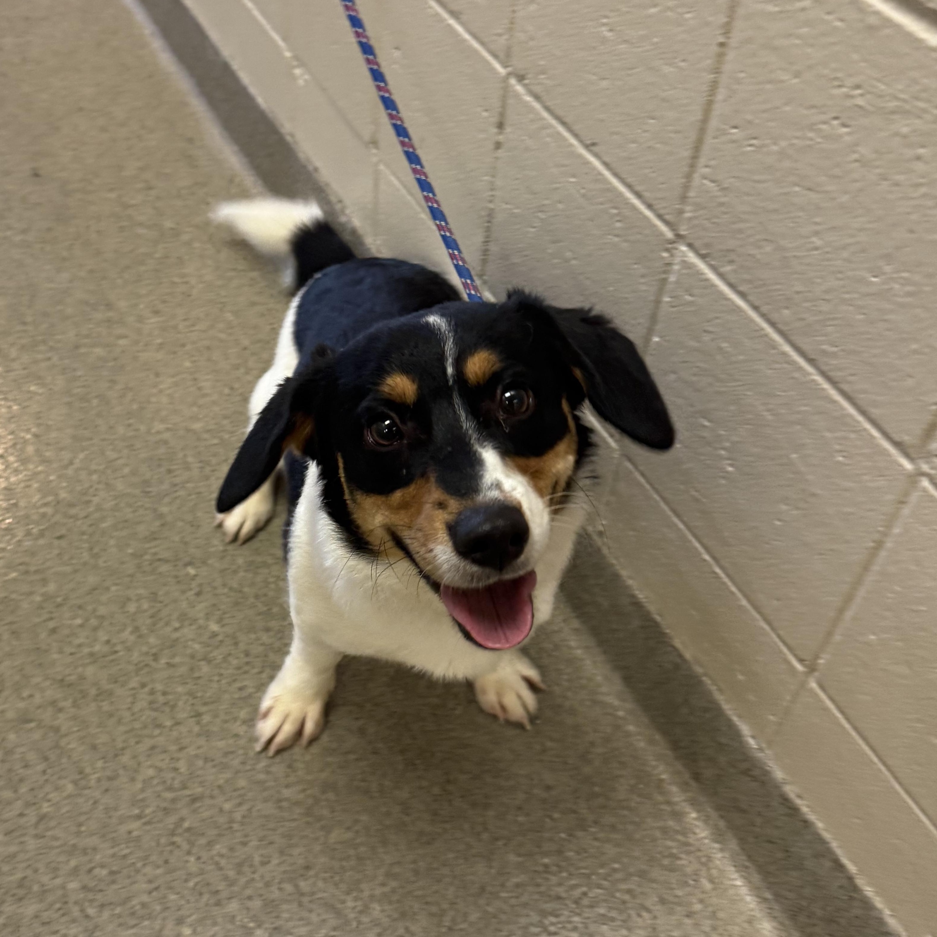 Enlarge Canvas, a ADOPTABLE mixed breed in Kearney, NE image 2/2