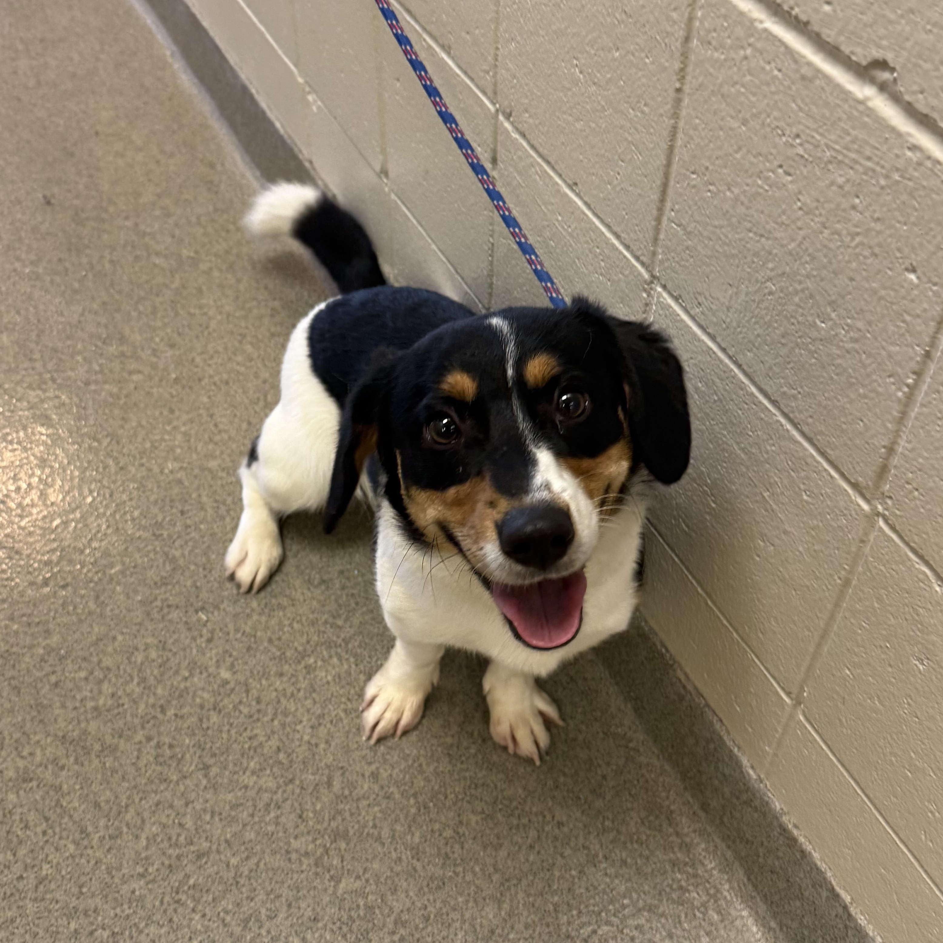 Canvas, ADOPTABLE, Young Male Corgi.