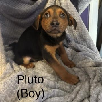Pluto, adoptable, Puppy Male Labrador Retriever & Shepherd.