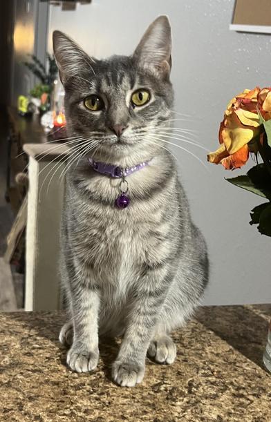 Pearl — thumbnail 5