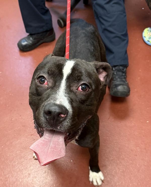 Enlarge Dexter, a Adoptable mixed breed in Salisbury, MD image 1/1