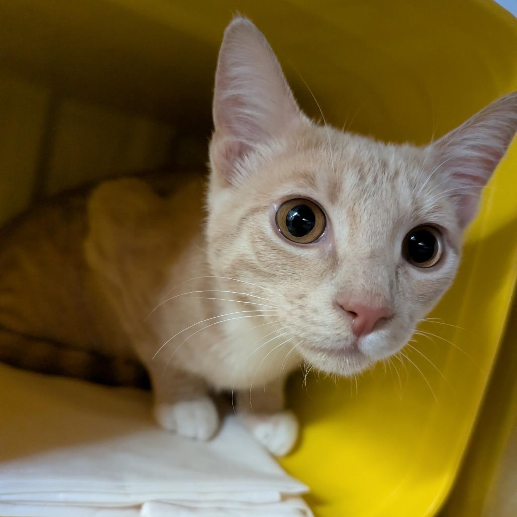 Autumn, Adoptable, Kitten Male Domestic Short Hair.