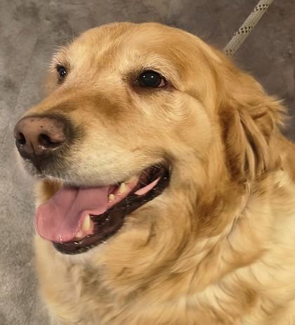 Lola, ADOPTABLE, Adult Female Golden Retriever.