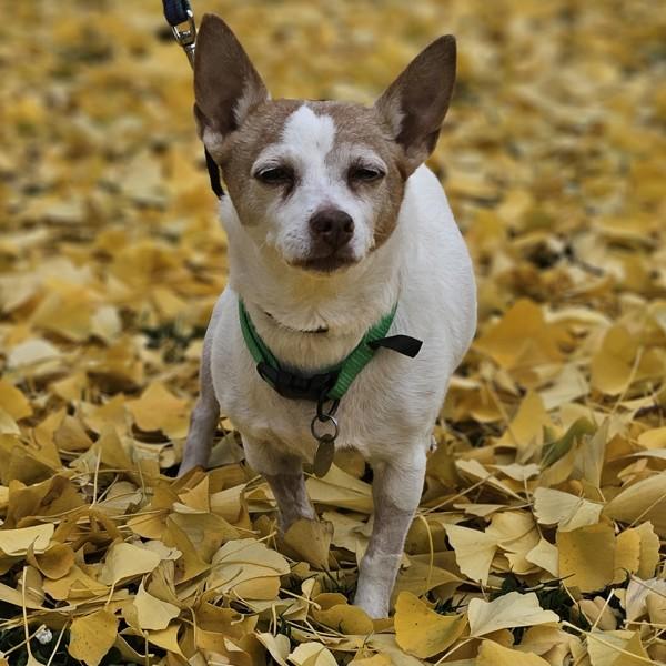 Enlarge Betty, a Adoptable mixed breed in Oakland, CA image 1/3