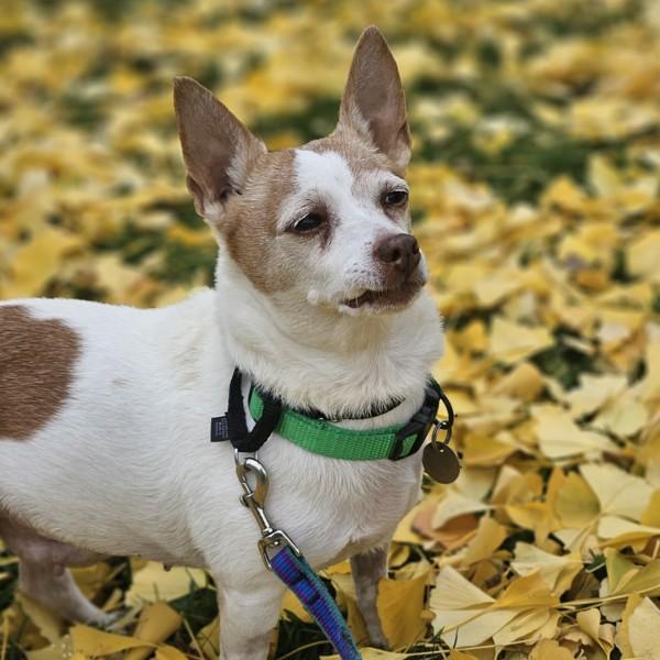 Enlarge Betty, a Adoptable mixed breed in Oakland, CA image 2/3