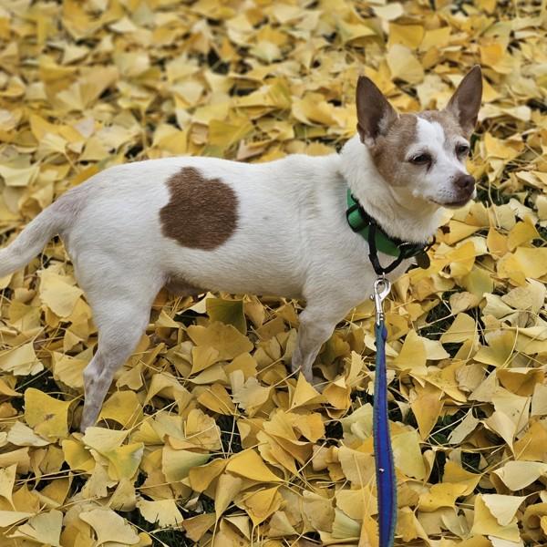 Enlarge Betty, a Adoptable mixed breed in Oakland, CA image 3/3