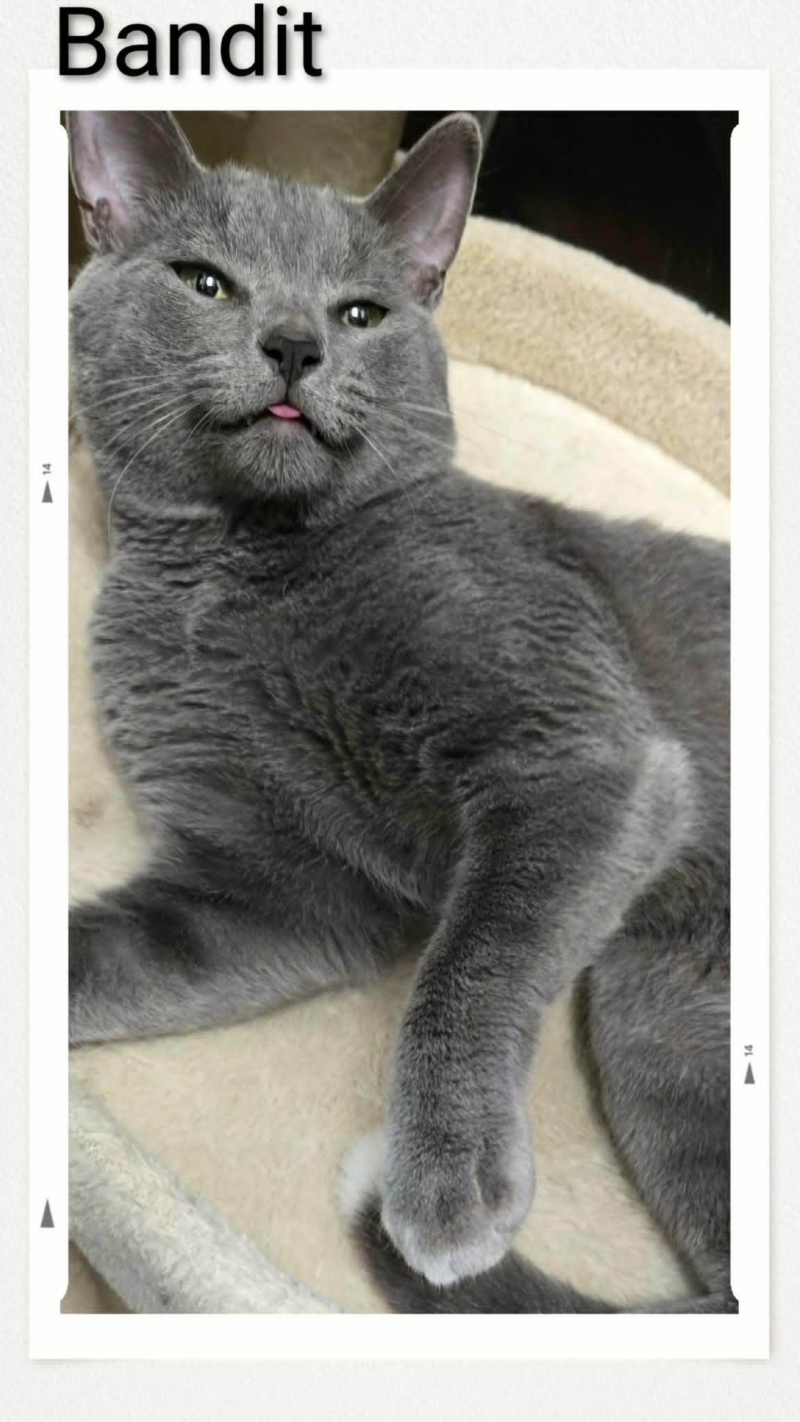 Bandit, Adopted, Young Male Domestic Short Hair.
