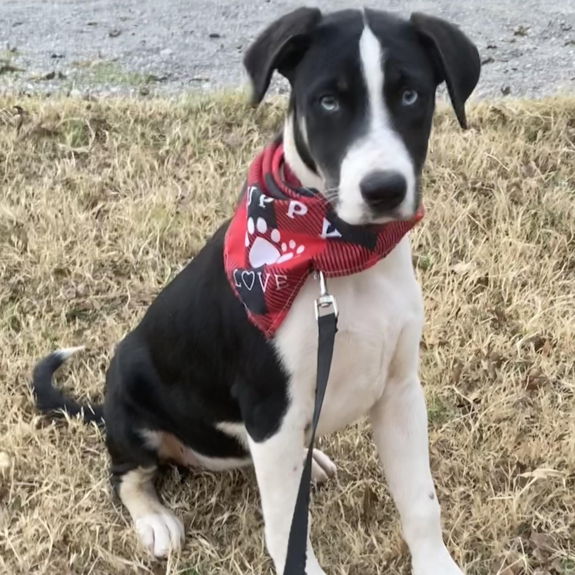 Enlarge Elizabeth, a Adoptable mixed breed in Edmond, OK image 6/6