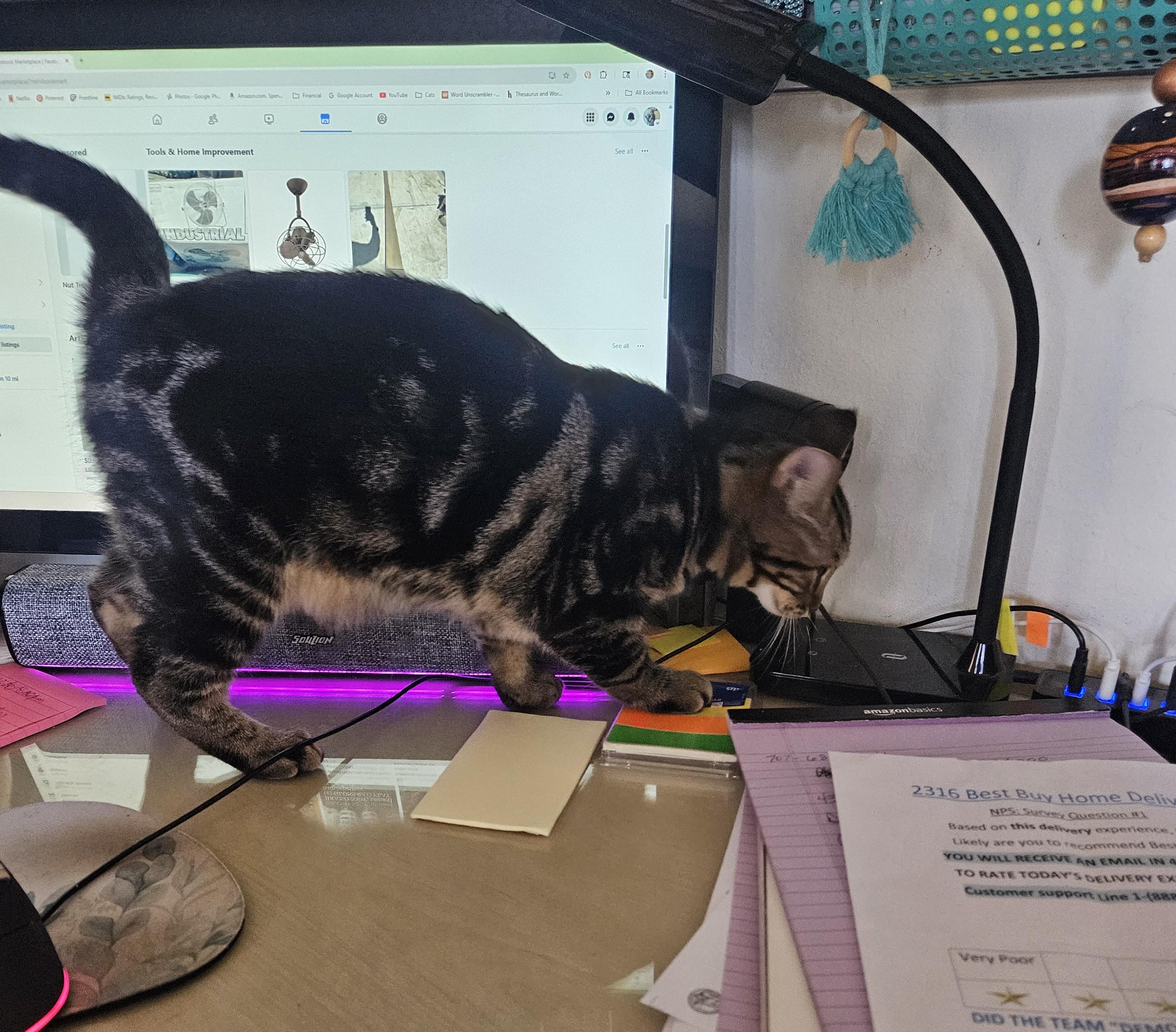 Dusty, a Adoptable Tabby in Vacaville, CA image 2/5