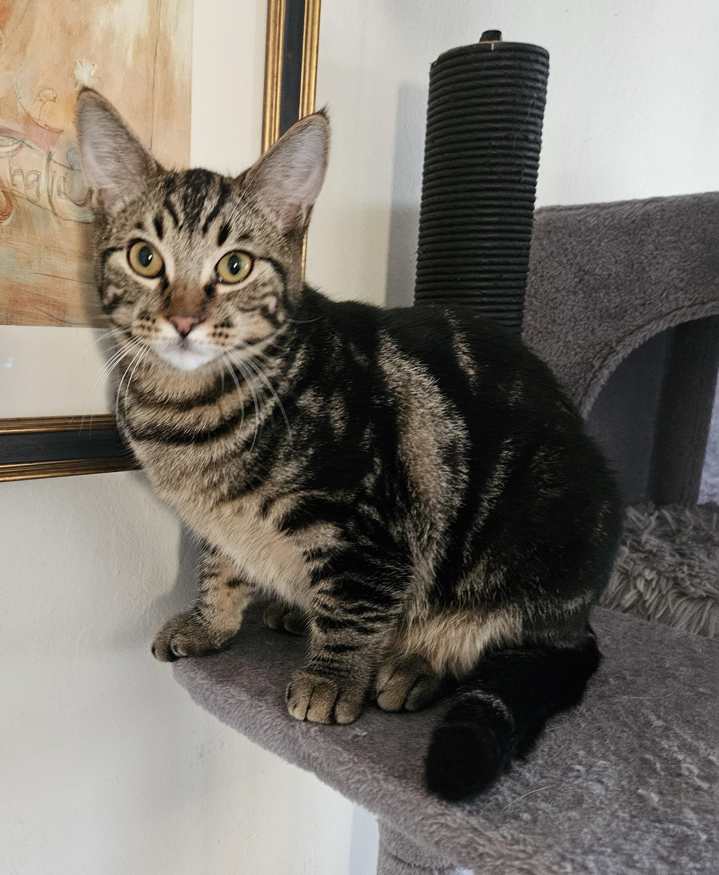 Dusty, Adoptable, Young Male Tabby.