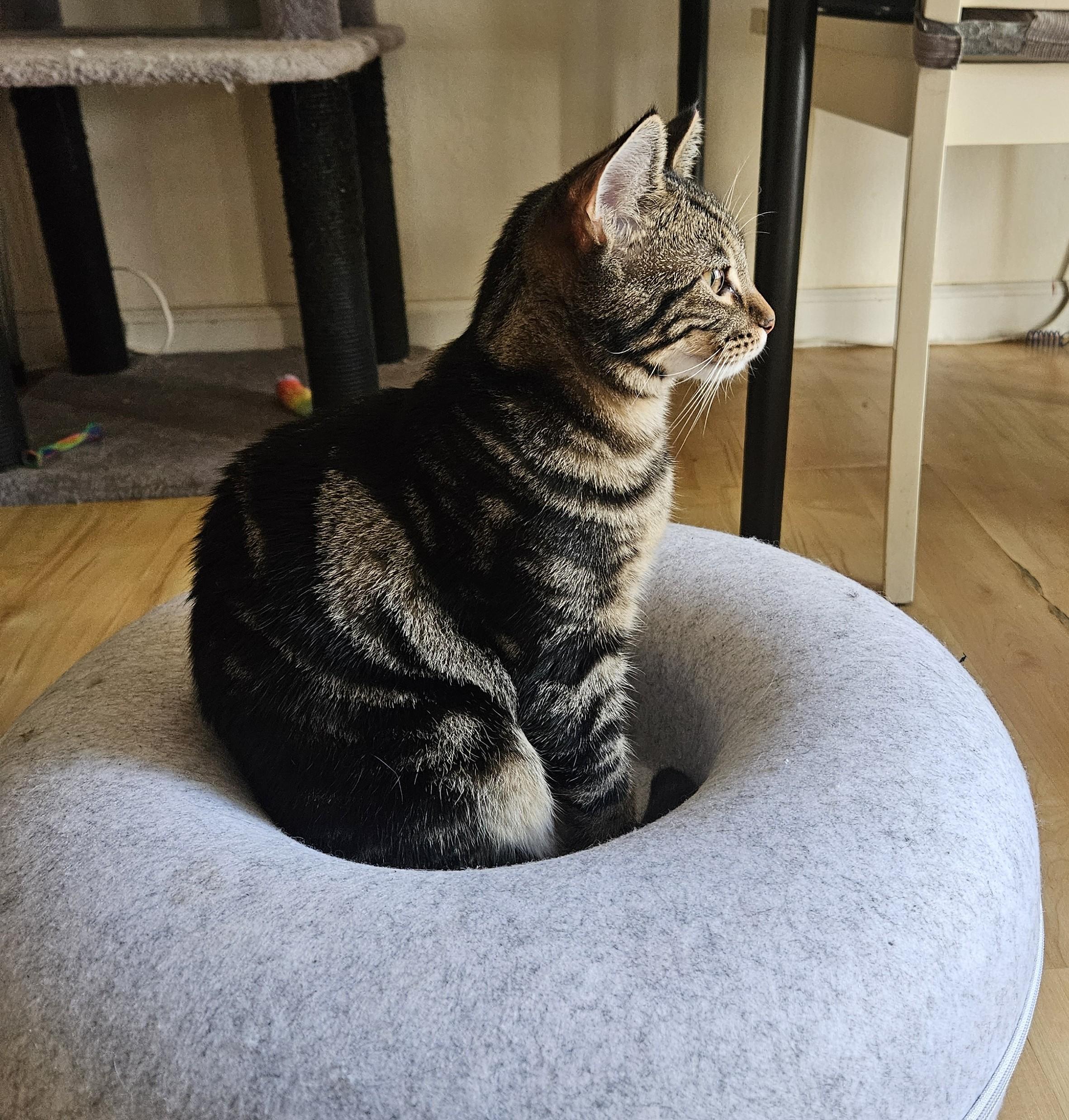 Dusty, a Adoptable Tabby in Vacaville, CA image 3/5