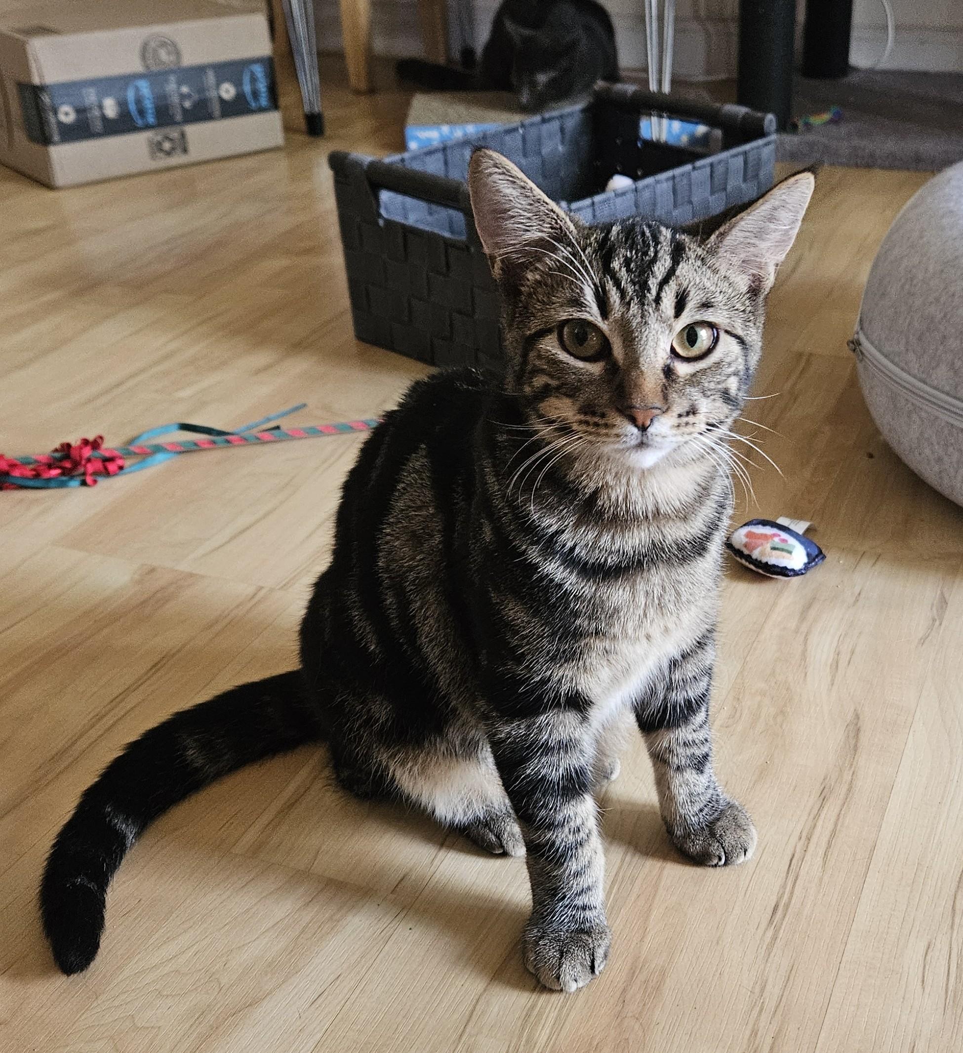 Dusty, a Adoptable Tabby in Vacaville, CA image 4/5