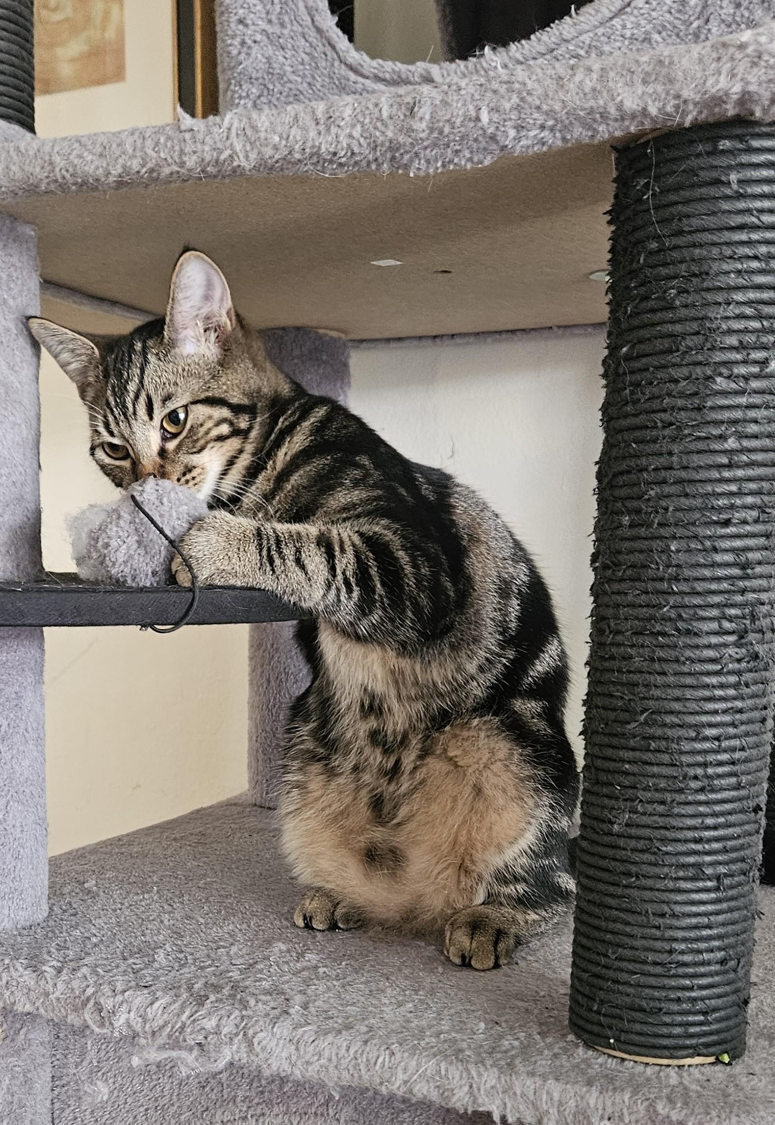 Dusty, a Adoptable Tabby in Vacaville, CA image 5/5